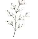 A slender branch with a few leaves